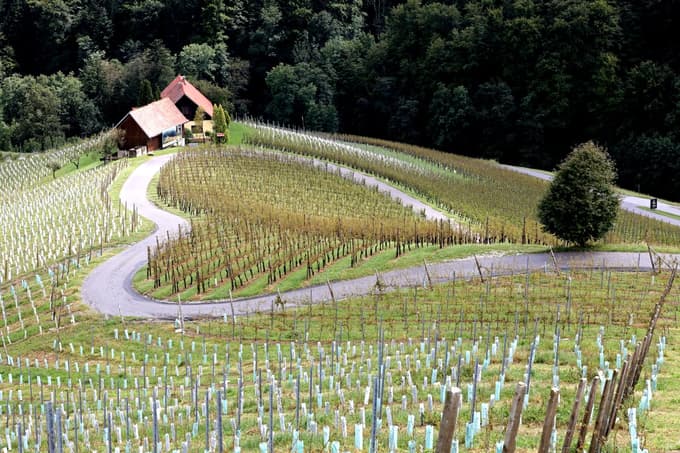 Prepoznavno srce med vinogradi v Špičniku