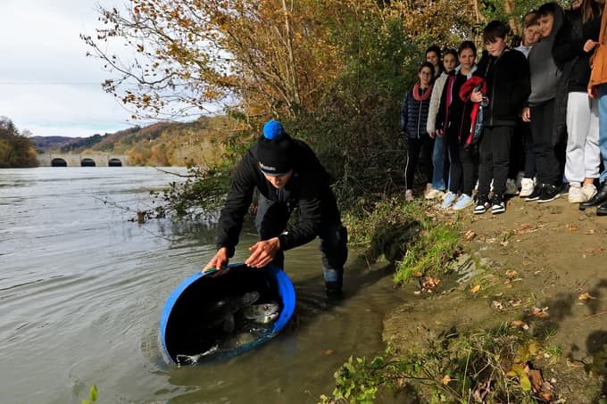 (FOTO in VIDEO) V reko Dravo izpustili stopetdeset kilogramov smučev