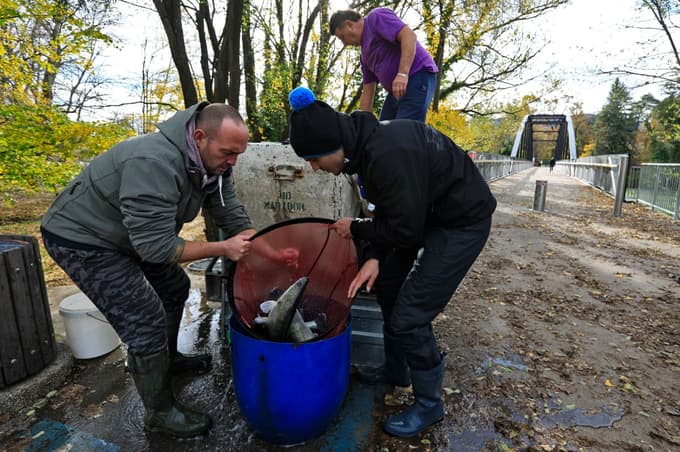 (FOTO in VIDEO) V reko Dravo izpustili stopetdeset kilogramov smučev