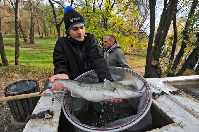 (FOTO in VIDEO) V reko Dravo izpustili stopetdeset kilogramov smučev