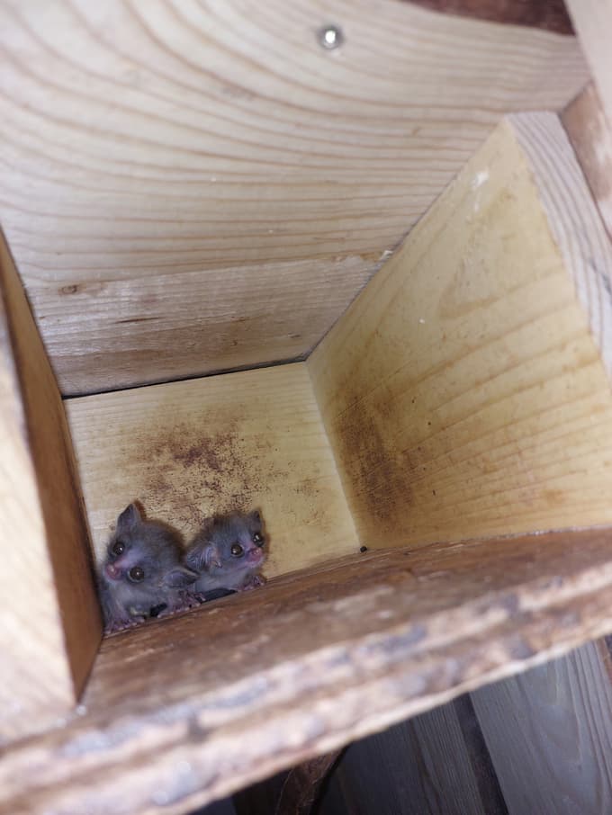 Tropska hiša Celje: Za presenečenje dvoje mladih parov ušes