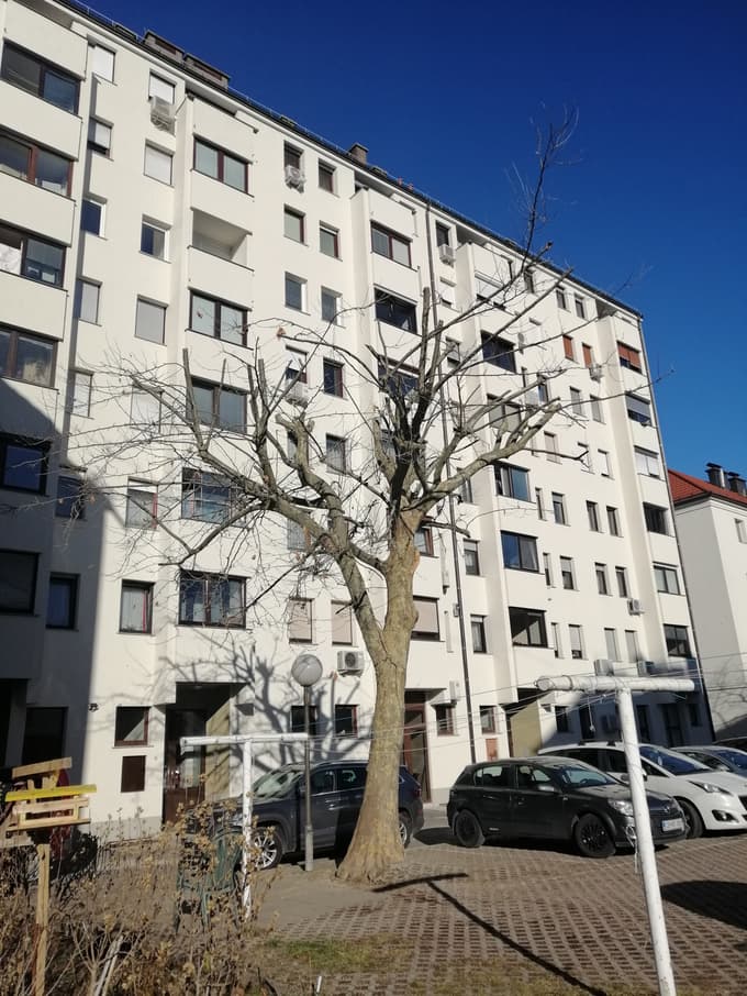 (FOTO) Drevesa nestrokovno obrezali tudi v centru Maribora