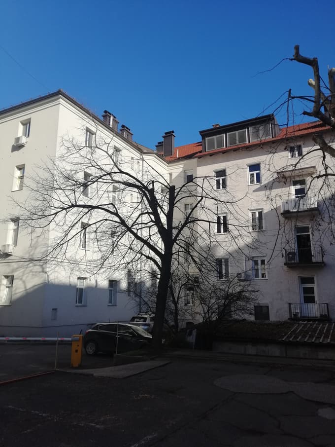 (FOTO) Drevesa nestrokovno obrezali tudi v centru Maribora