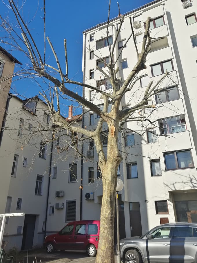 (FOTO) Drevesa nestrokovno obrezali tudi v centru Maribora