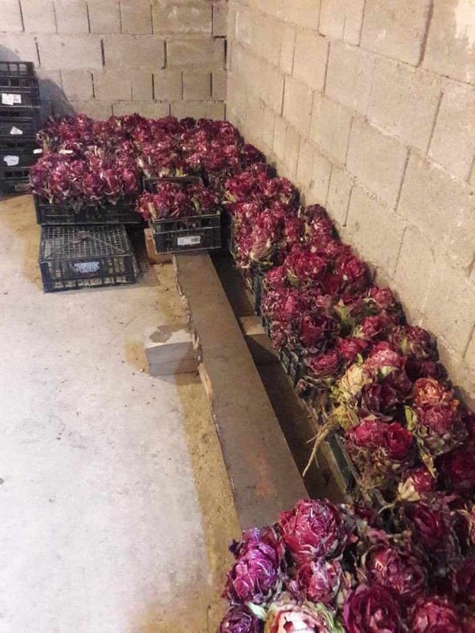 Korenine radiča se v gajbicah postavijo v topel in temen prostor, kjer v nekaj dneh požene nežna rozeta.