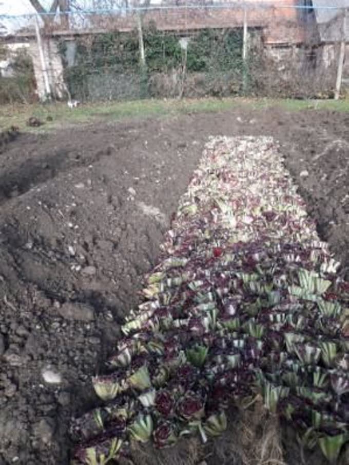 Radič zložijo v jame, globoke od 15 do 20 centimetrov, kjer ga zasujejo z zemljo in dodatno zaščitijo pred mrazom.