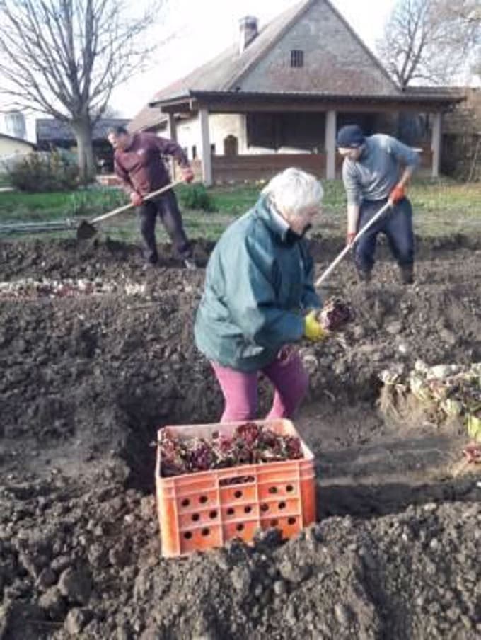 Po izkopu radič ročno poberejo, očistijo zemlje in pripravijo za nadaljnje spravilo.