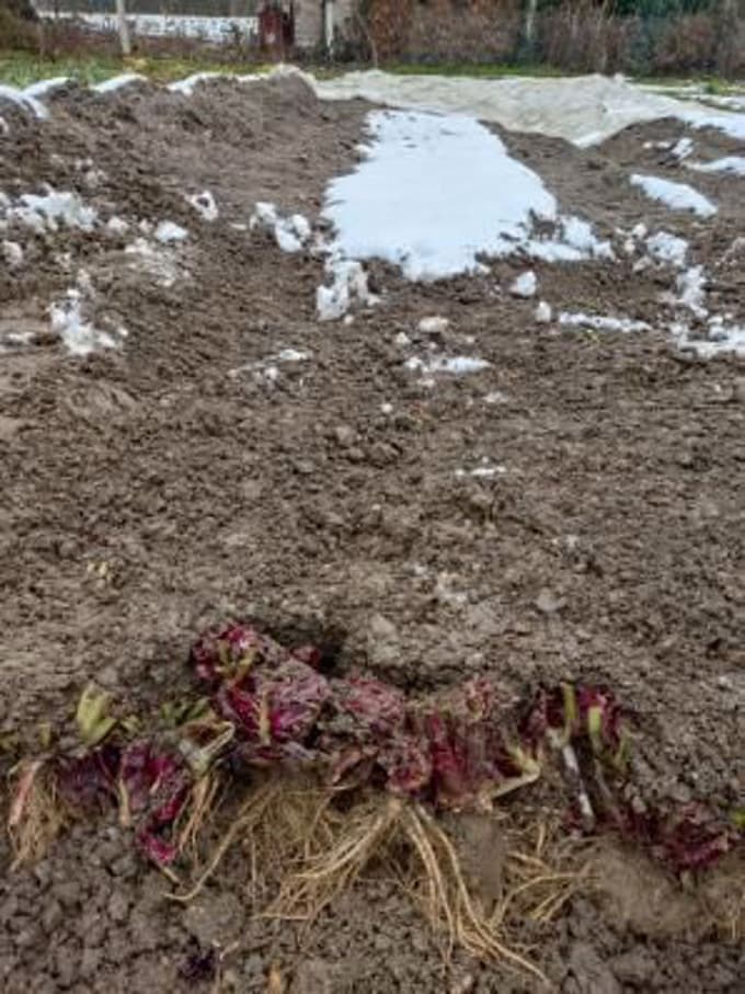 Siljeni radič novembra izruvajo s korenino, ko rast na njivi preneha in se rastlina pripravi na zimsko mirovanje.