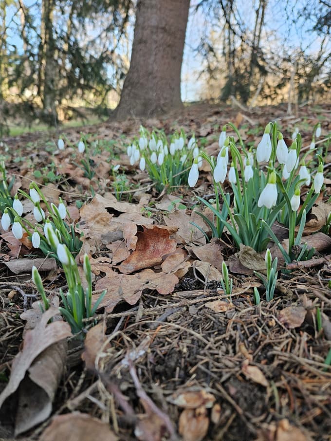 (FOTO) V Botaničnem vrtu v Pivoli zacveteli prvi zvončki