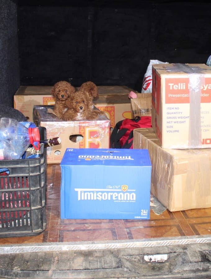 (FOTO) Romunka v kombiju prevažala enajst pasjih mladičev brez hrane in vode