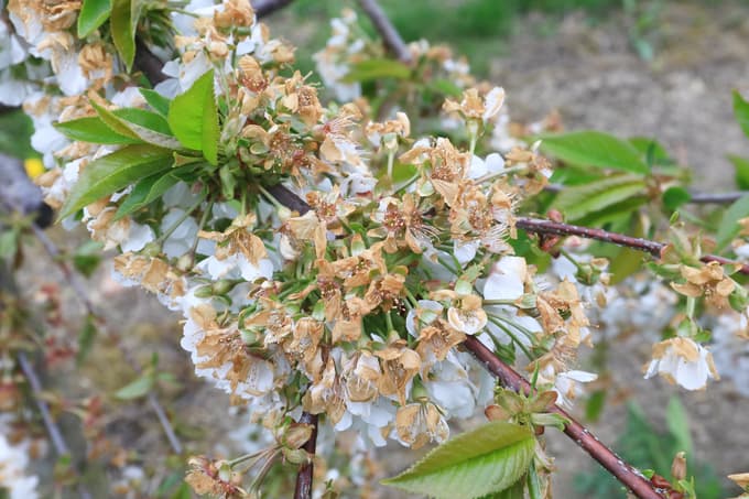 Dejanski izpad pridelka sadja zaradi pozebe bo znan po junijskem trebljenju