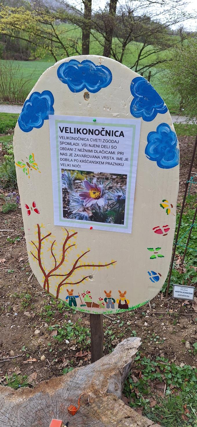 Med točkami je tudi opis velikonočnice, zaščitene rastline, ki cveti vsako leto v prazničnem času. 