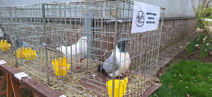 V sodelovanju z gojitelji malih živali je na ogled tudi razstava. 