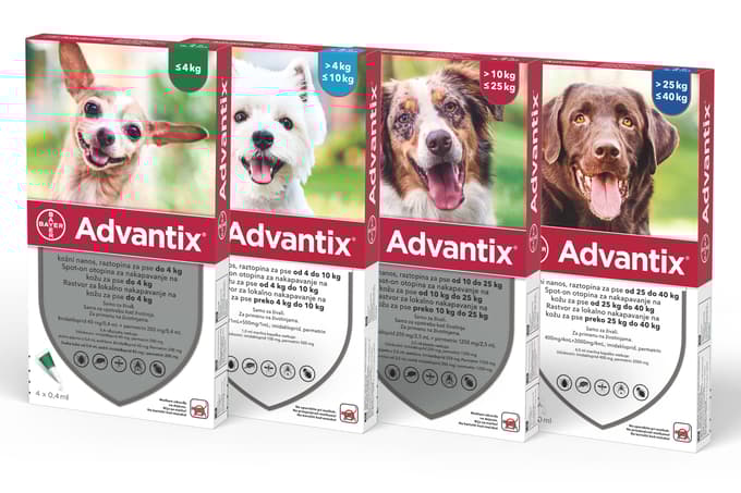 Beautiful female Golden Cocker Spaniel puppy lays on white background looking up