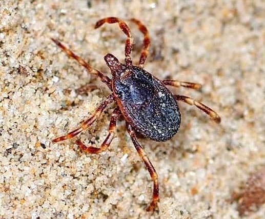 Prisotnost orjaškega tropskega klopa Hyalomma marginatum so zaznali tudi že na Krasu.