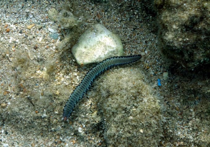 Kopalci vse pogosteje naletijo nanj: Na plaži v bližini Šibenika posnela ognjenega črva