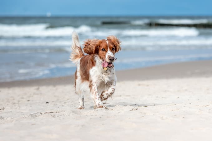 Hrana ROYAL CANIN®, prilagojena za pse vseh velikosti in starosti