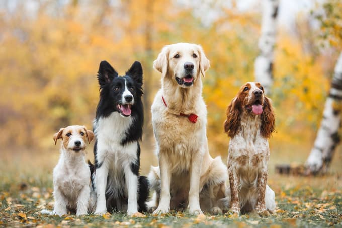 Hrana ROYAL CANIN®, prilagojena za pse vseh velikosti in starosti