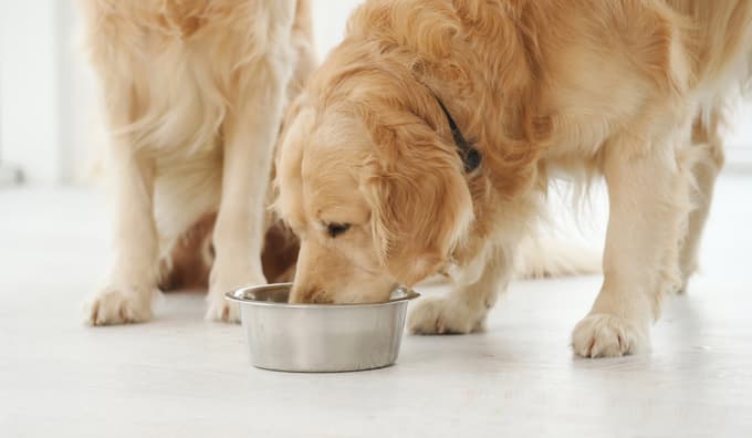 Hrana ROYAL CANIN®, prilagojena za pse vseh velikosti in starosti