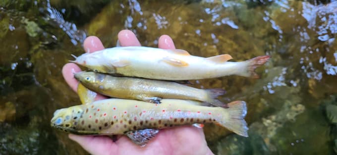 (FOTO) Uničevanje okolja na Smolniku pri Rušah: V potok zlil svež beton, ki je pomoril vse ribe in druge vodne živali