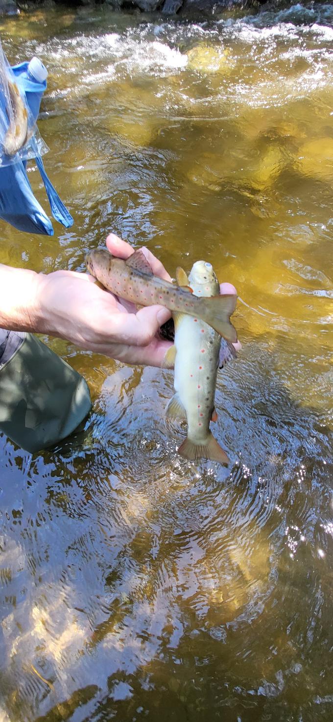 (FOTO) Uničevanje okolja na Smolniku pri Rušah: V potok zlil svež beton, ki je pomoril vse ribe in druge vodne živali