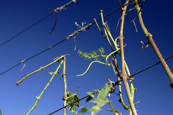Trta, ki jo je uničila toča