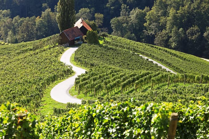 Ogled srca s platoja nad vinogradi se zaradi izgube ni podražil