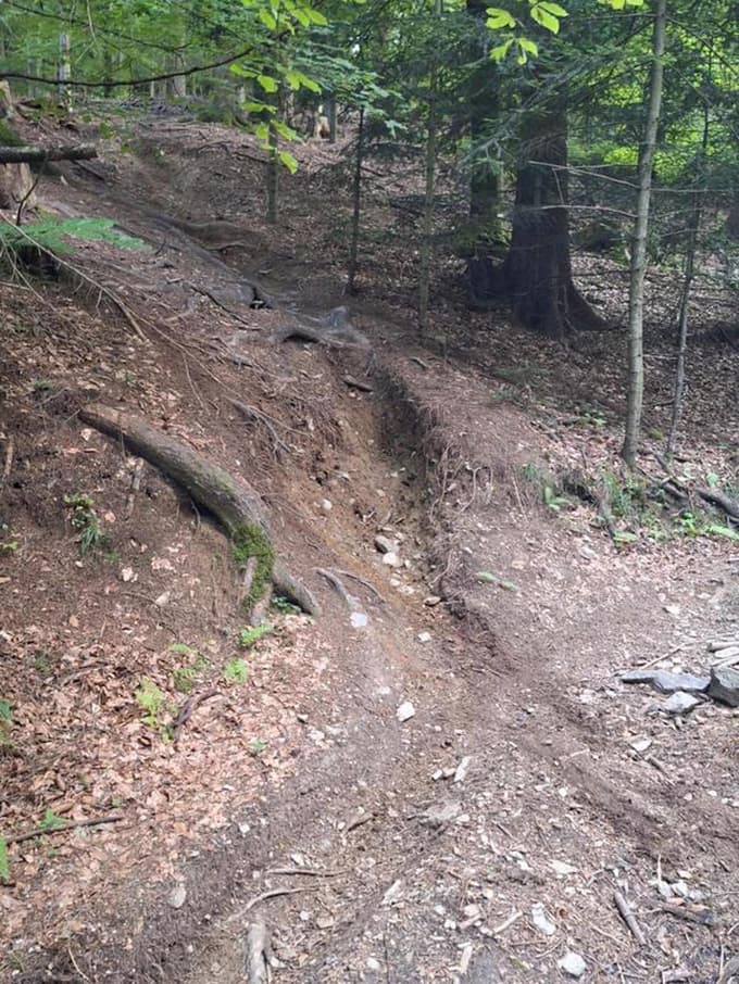 Za predstavo in razmislek, v kakšnem stanju so gozdovi na Pohorju