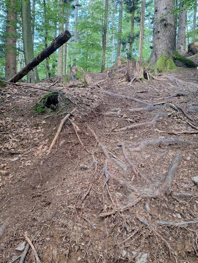 Za predstavo in razmislek, v kakšnem stanju so gozdovi na Pohorju