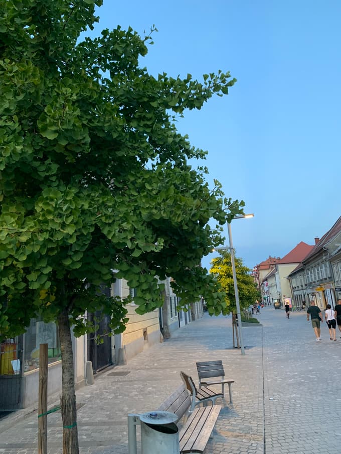 Listi drevesa se bodo kmalu obarvali rumeno.