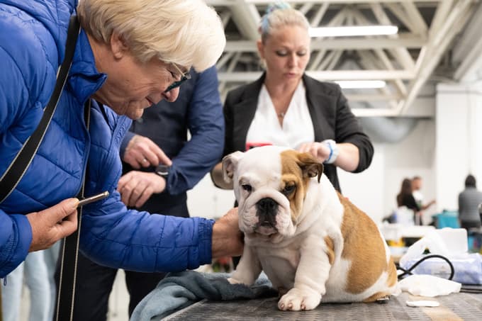 Evropska razstava psov v Celju