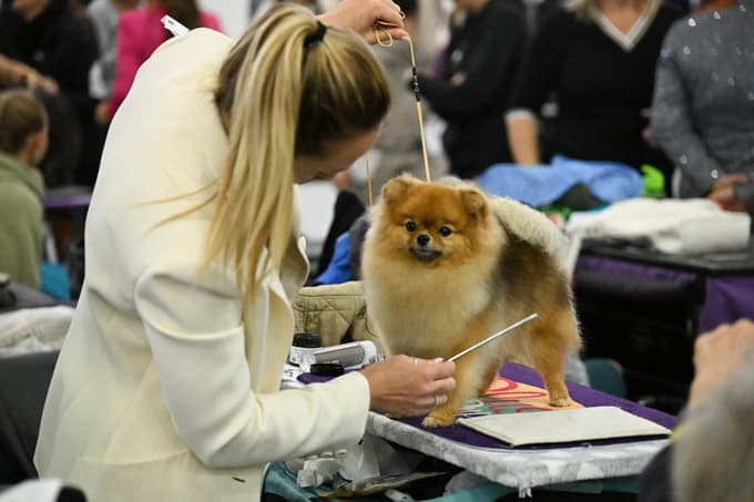 Evropska razstava psov v Celju