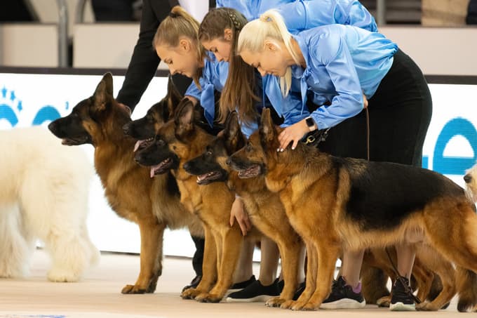 Evropska razstava psov v Celju