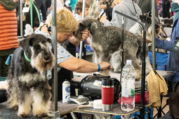 Evropska razstava psov v Celju