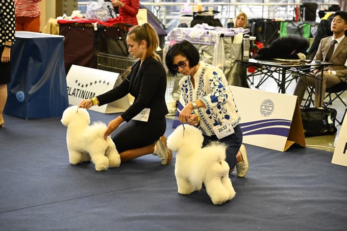 Evropska razstava psov v Celju