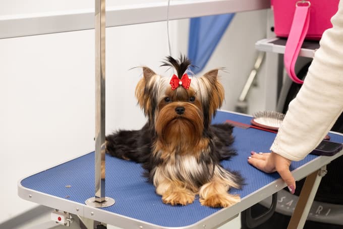 Evropska razstava psov v Celju