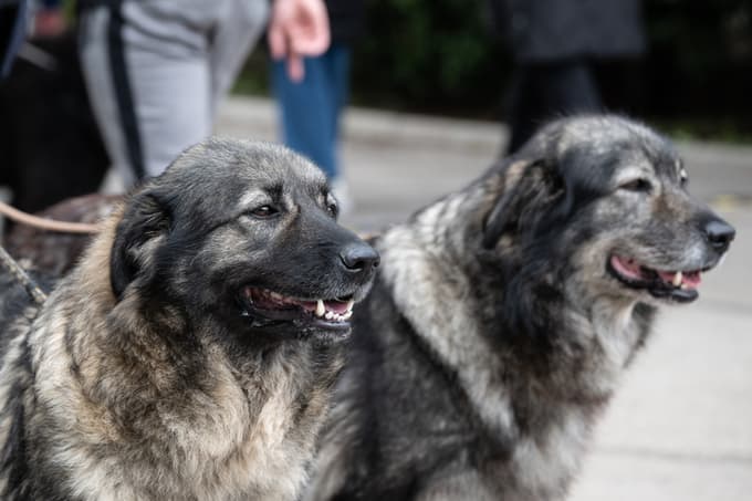 Evropska razstava psov v Celju