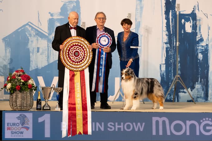 Evropska pasja razstava v Celju - za najlepšega psa vseh štirih dni so določili avstralskega ovčarja.