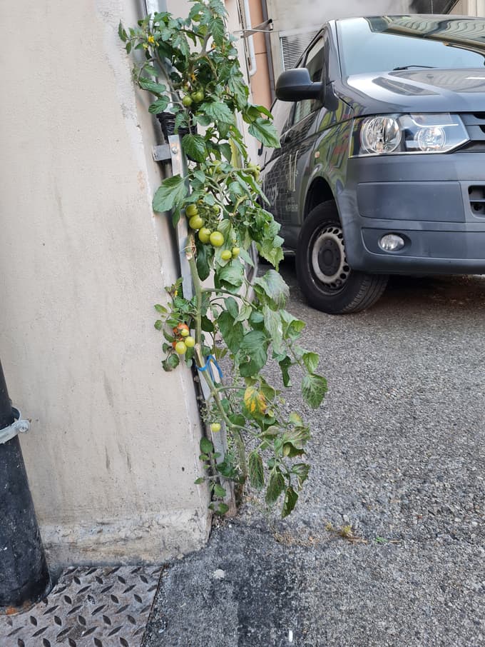 Paradižnik iz asfalta