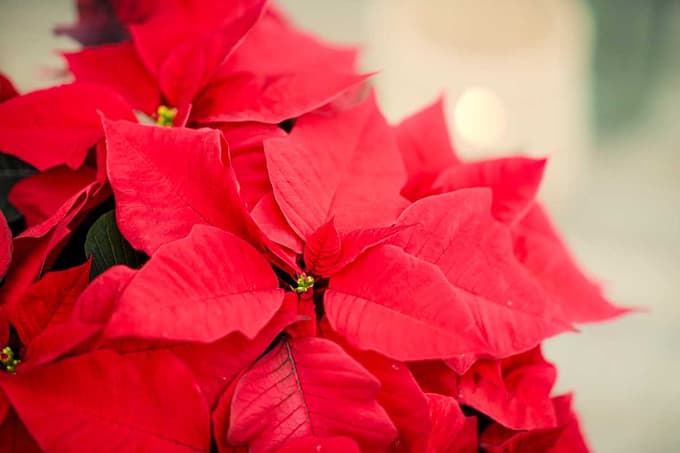 Zvezda božične dekoracije