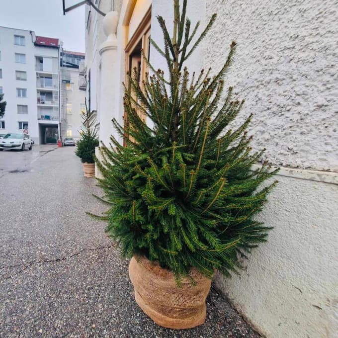 Čarobni Maribor: Kje se šopiri sto smrečic in kakšno bo dogajanje ob prižigu luči