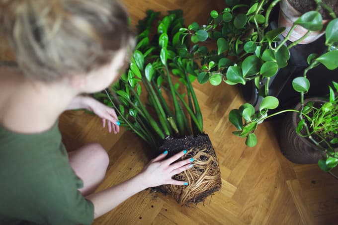 Nega sobnih rastlin pozimi: Ne pozabimo na redno pršenje in preprečujmo prepih