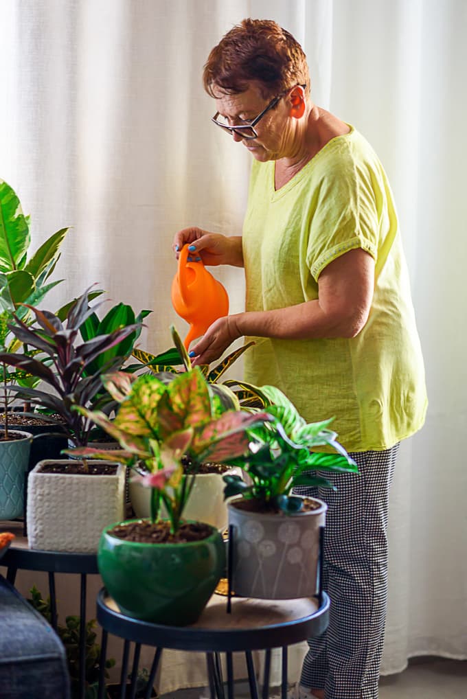Nega sobnih rastlin pozimi: Ne pozabimo na redno pršenje in preprečujmo prepih