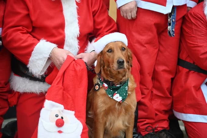 (FOTO in VIDEO) Božičkom so se pri spustu s strehe pridružili reševalni psi
