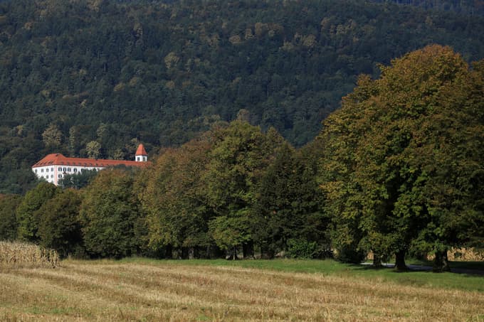 Župan Marko Soršak o drevoredu v Pivoli po ukinitvi sofinanciranja: Dreves čez deset ali 15 let več ne bo