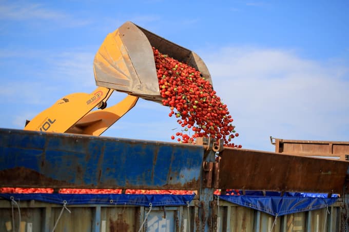Proizvodnja paradižnikov v kitajski provinci Šindžjang