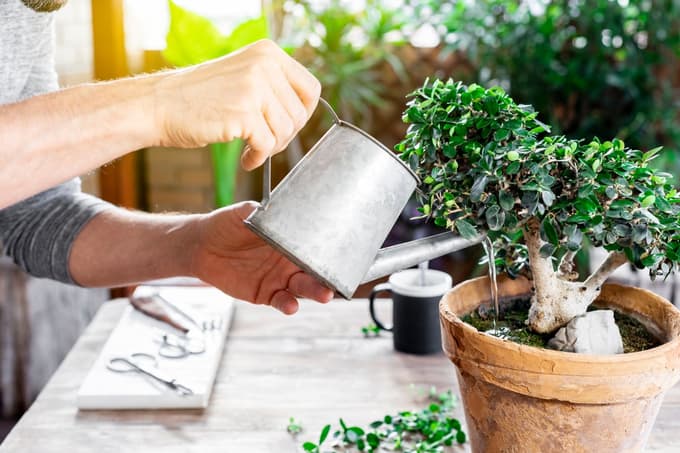 Nasveti za gojenje bonsaja: Drevo v posodi zahteva veliko potrpljenja