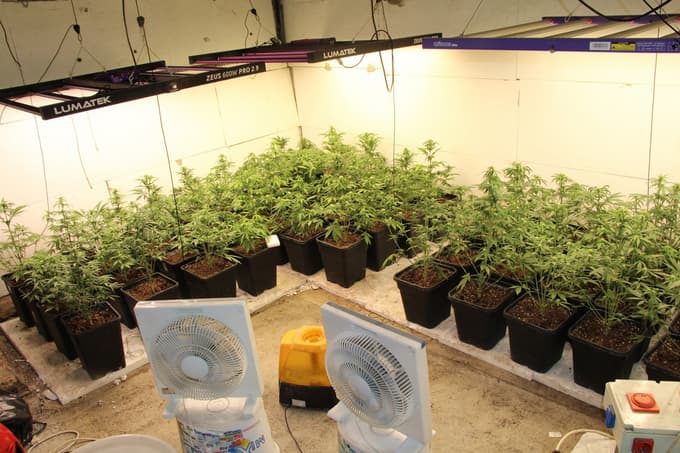 (FOTO) Policisti na območju Rač pri 37-letniku in 31-letnici zasegli več kot 200 sadik konoplje ...