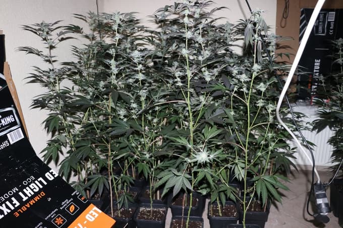 (FOTO) Med preiskavo odkrili 400 sadik: 36-letni Srb na območju Šmarja pri Jelšah gojil marihuano