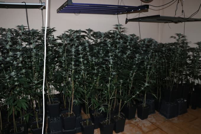 (FOTO) Med preiskavo odkrili 400 sadik: 36-letni Srb na območju Šmarja pri Jelšah gojil marihuano